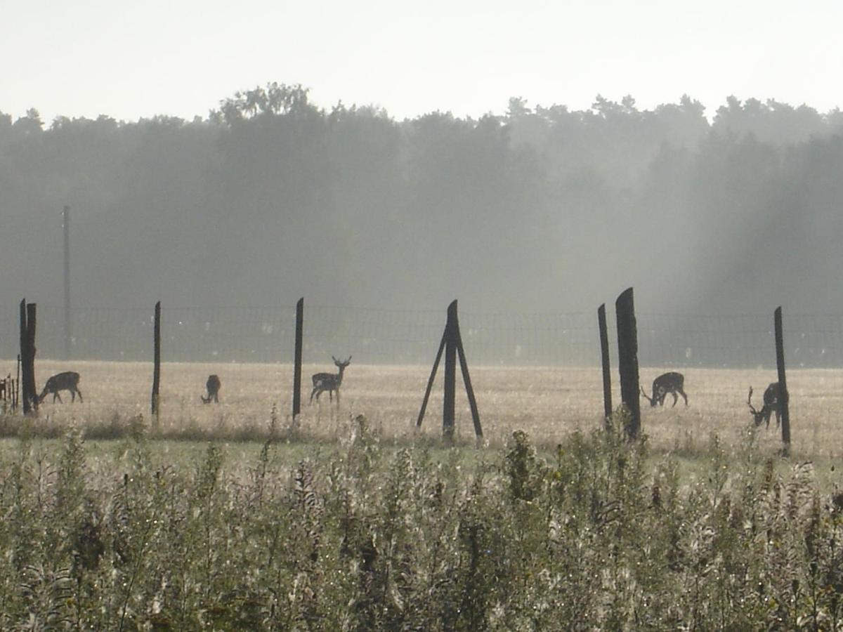 Ferienwohnung 1 Im Landhaus Am Wildpark Boek Bagian luar foto
